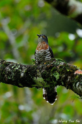 (Hierococcyx bocki) Bock's Hawk-cuckoo