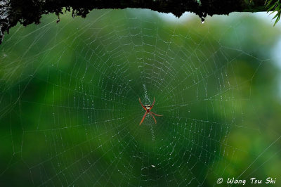 <i>(Argiope reinwardti)</i><br /> ♀