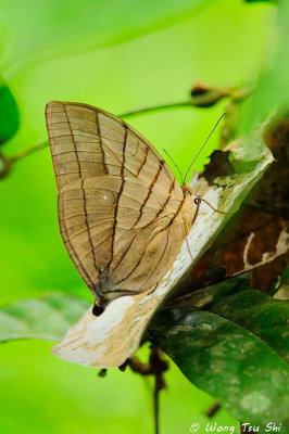 (Amathuxidia amythaon) Kohinoor
