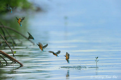 (Alcedo atthis) Common Kingfisher