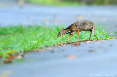 (Tragulus napu)Greater Mouse-deer