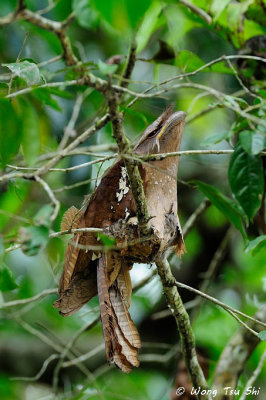 (Batrachostomus auritus)  Large Frogmouth