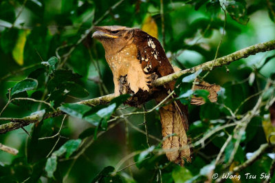 (Batrachostomus auritus)  Large Frogmouth