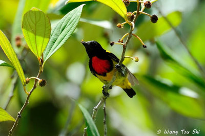 (Prionochilus thoracicus)  Scarlet-breasted Flowerpecker ♂