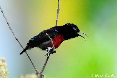 (Leptocoma brasiliana) Van Hasselt's Sunbird ♂