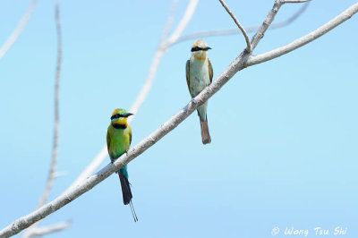 (Merops ornatus) Rainbow Bee-eater