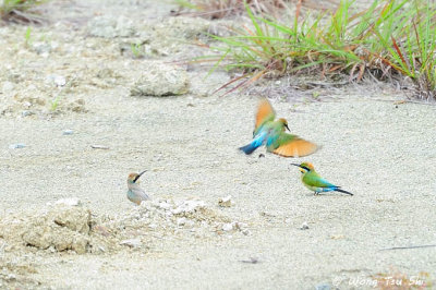 (Merops ornatus) Rainbow Bee-eater