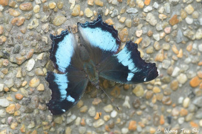 (Kaniska canace) Blue Admiral
