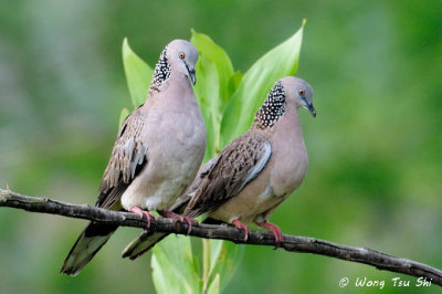 (Spilopelia chinensis) Spotted Dove