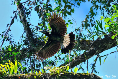 (Anorrhinus galeritus) Bushy-crested Hormbill 