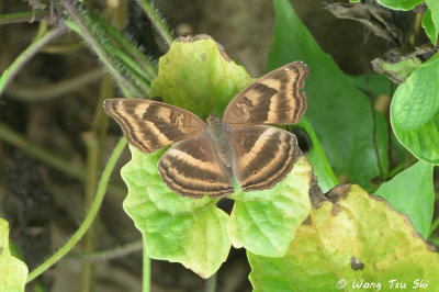 (Junonia iphita) Chocolate Soldier