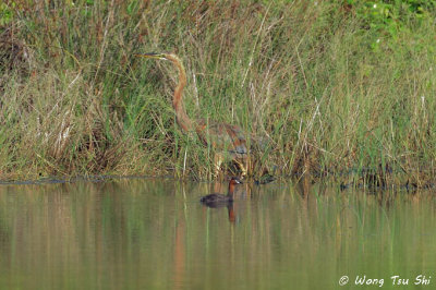 (Tachybaptus ruficollis tricolor)Little Grebe