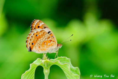 (Junonia orithya) Blue Pansy