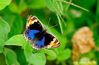 (Junonia orithya) Blue Pansy