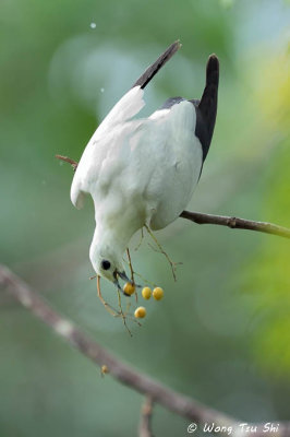 (Ducula bicolor) Pied Imperial Pigeon