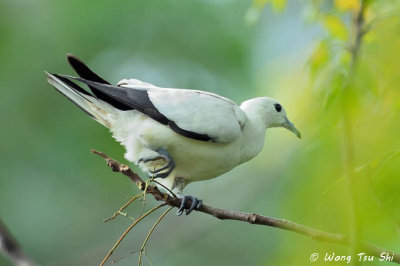 (Ducula bicolor) Pied Imperial Pigeon