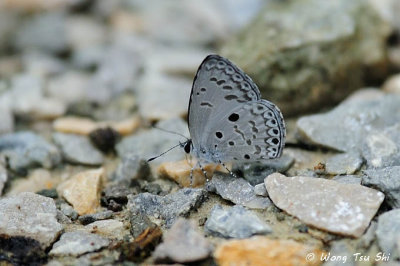 (Acytolepis puspa) Common Hedge Blue