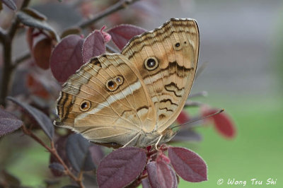 (Junonia almana) The Peacock Pansy
