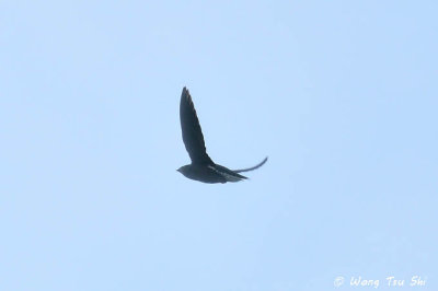 (Hirundapus giganteus giganteus) Brown-backed Needletail