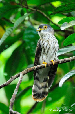 (Hierococcyx fugax)  Malaysian Hawk-cuckoo