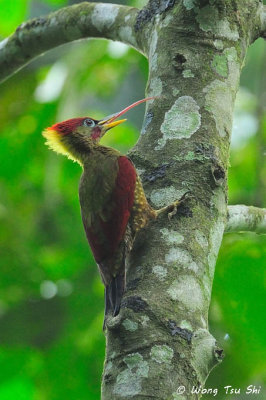 (Picus puniceus)Crimson-winged Woodpecker ♂