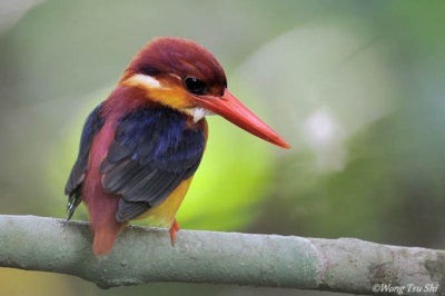 (Ceyx rufidorsa) Rufous-backed Dwarf-kingfisher