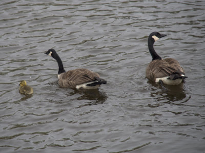 g9/77/588477/3/150130264.Yd9GkxG6.jpg