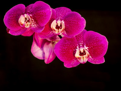 Orchids 2014