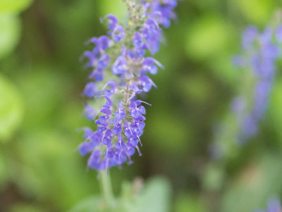 Macro