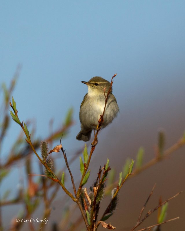 Arctic-Warbler-9630.jpg
