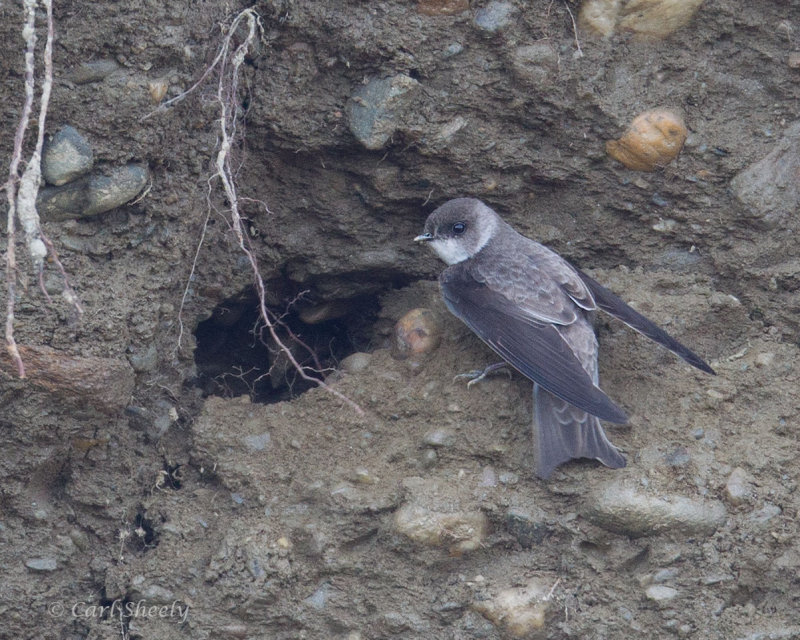 Bank-Swallow-3244.jpg