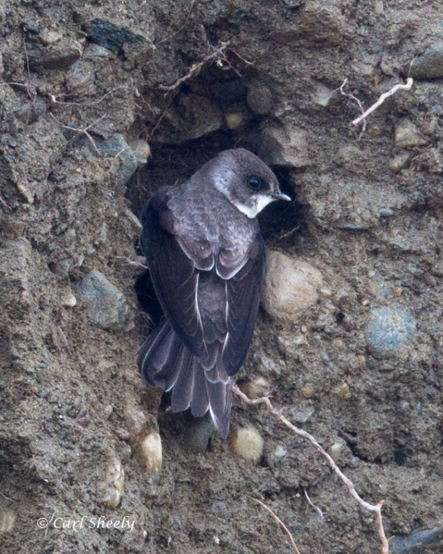 Bank-Swallow-3245.jpg