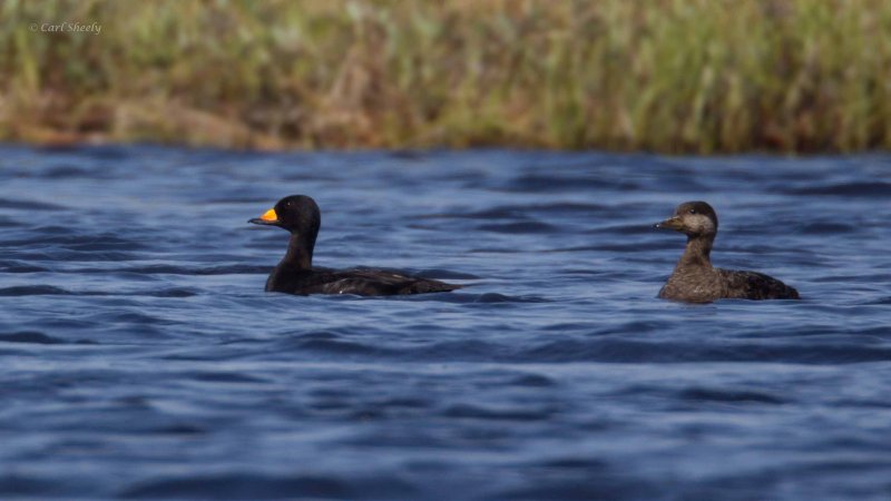 Black-Scoter-Pair-3722.jpg