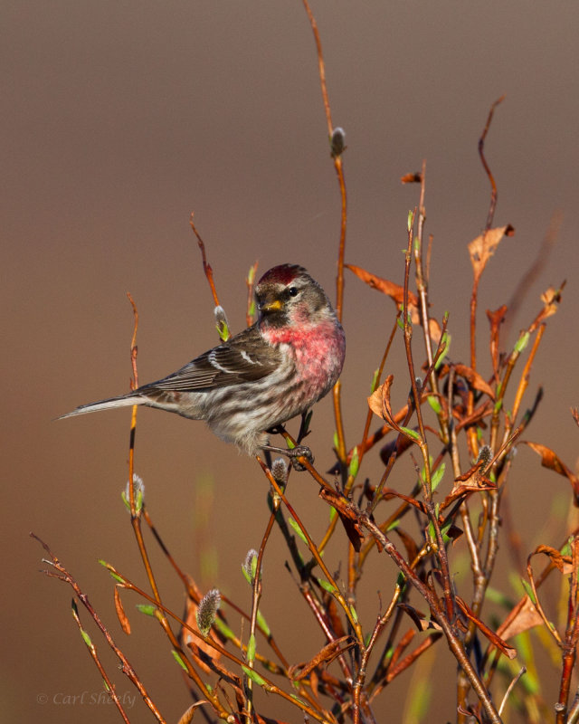 Common-Redpoll-0574.jpg