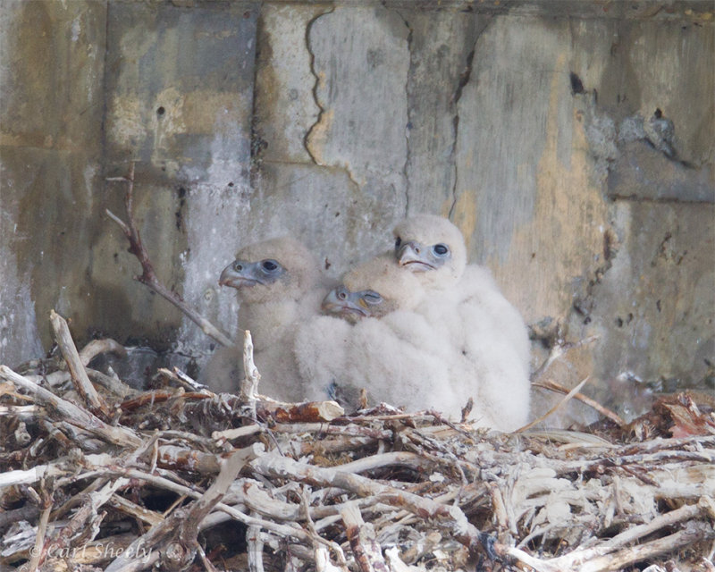 Gyrfalcon-chicks-9487.jpg