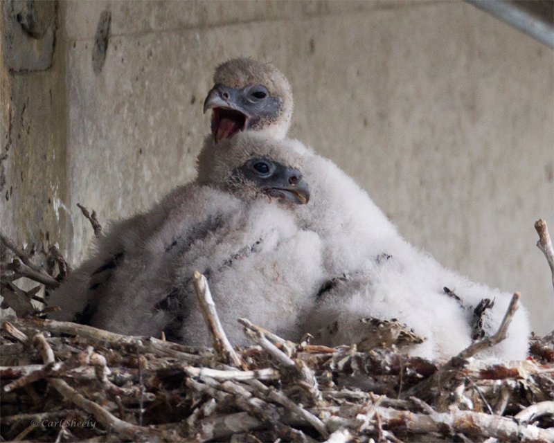 Gyrfalcons-1873.jpg