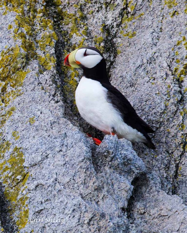 Horned-Puffin-0282.jpg