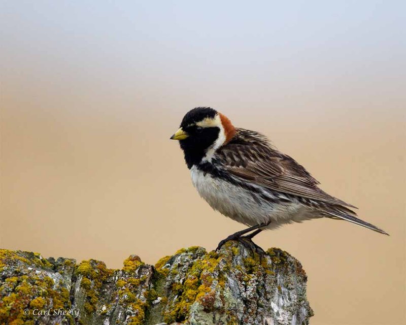 Lapland-Longspur-9049.jpg