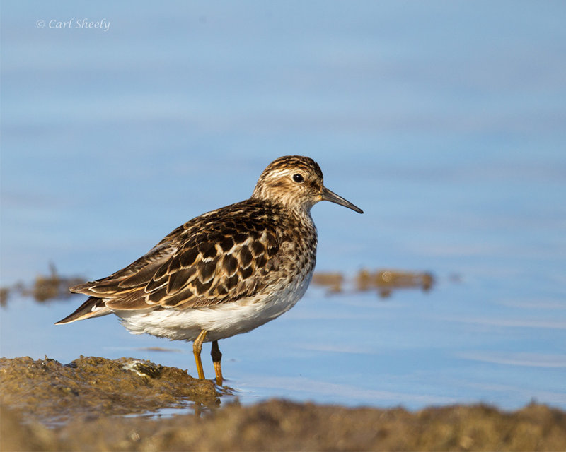 Least-Sandpiper-1101.jpg