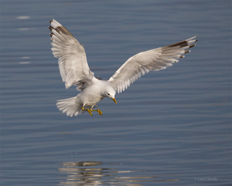 Mew-Gull-3032.jpg