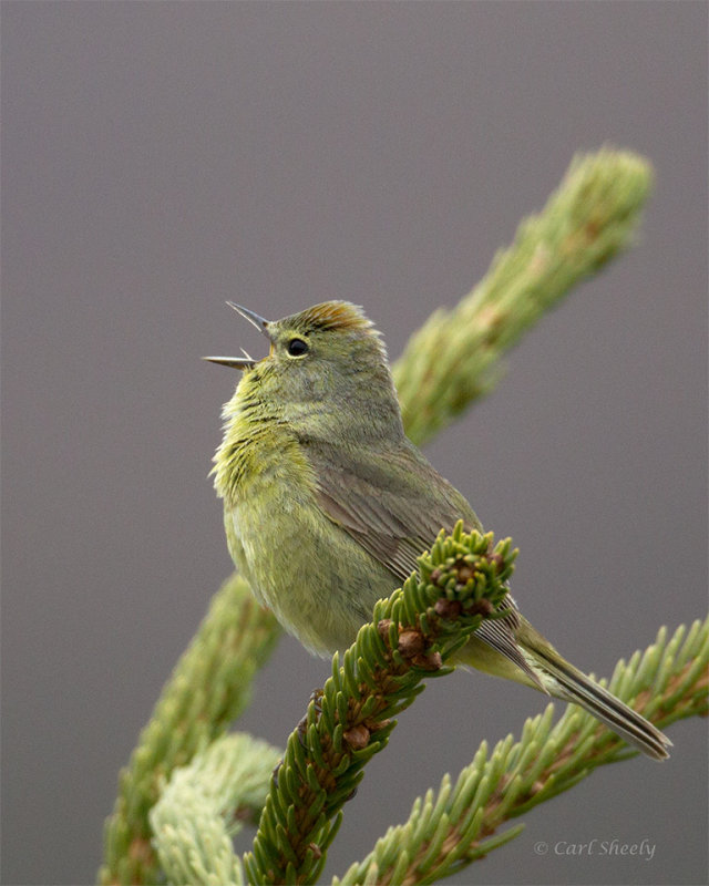 Orange-crowned-Warbler-9358.jpg
