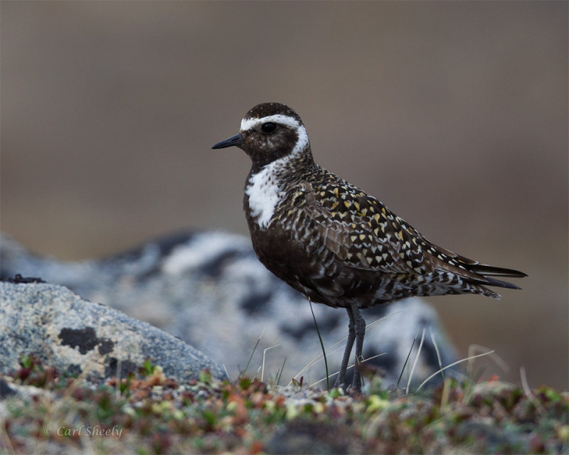 Pacific-Golden-Plover-1263.jpg