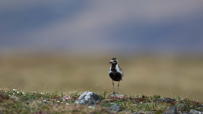 Pacific-Golden-Plover-1312.jpg