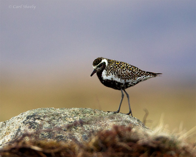 Pacific-Golden-Plover-1329.jpg