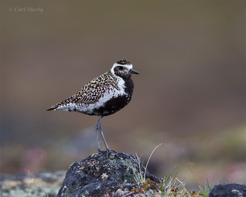 Pacific-Golden-Plover-1374.jpg