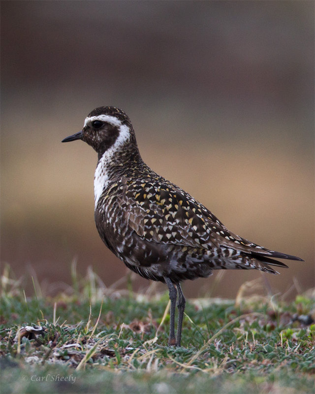 Pacific-Golden-Plover-fem-1268.jpg