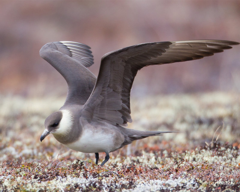 Parasitic-Jaeger-8599.jpg