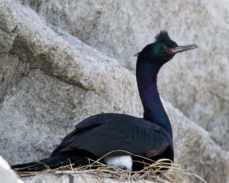 Pelagic-Cormorant-0196.jpg