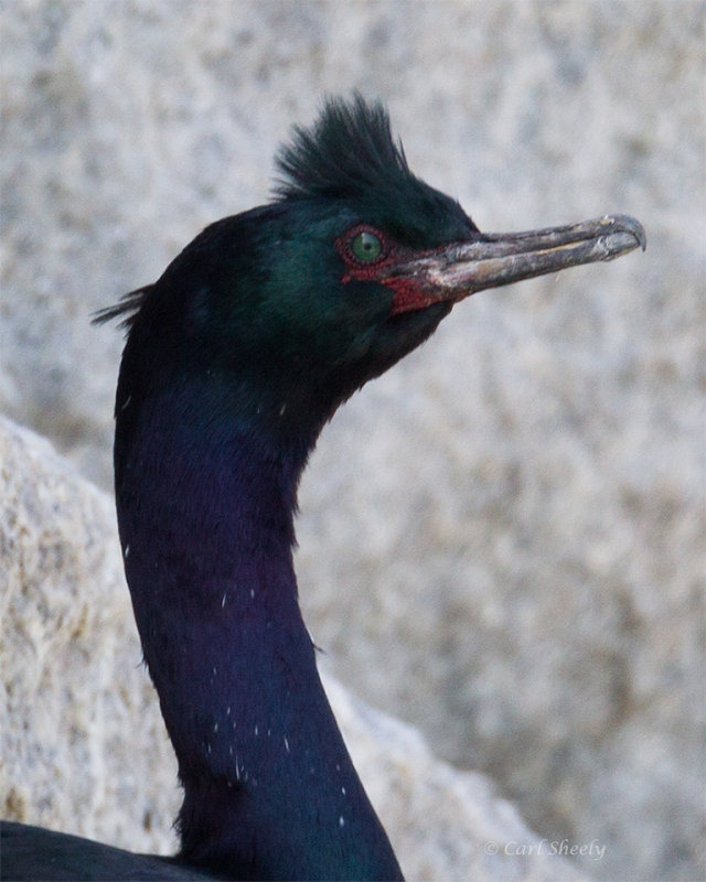 Pelagic-Cormorant-0196-face.jpg