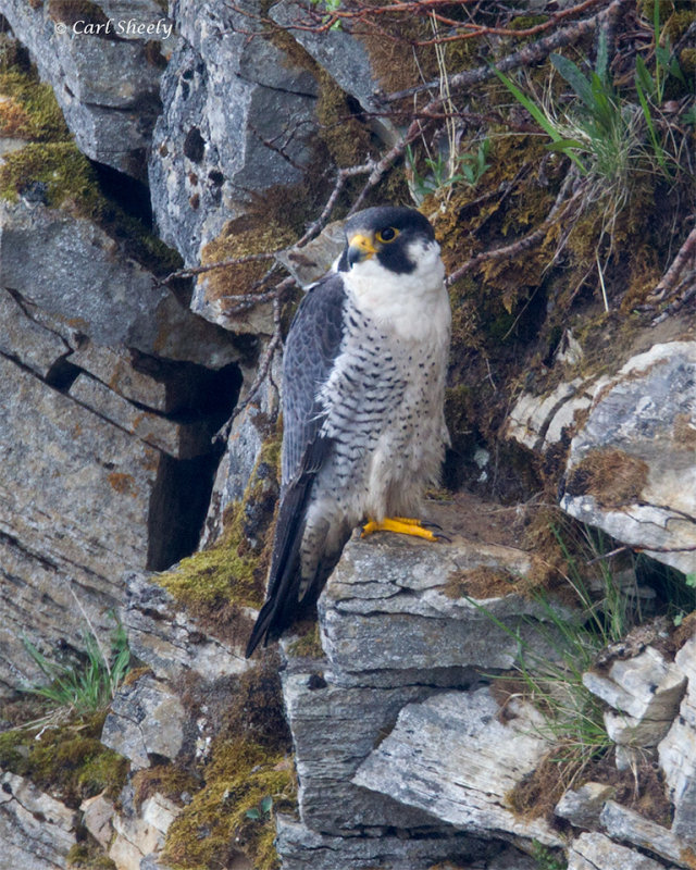 Peregrine-Falcon-1877.jpg